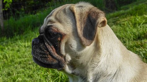 mops mit langer schnauze kaufen